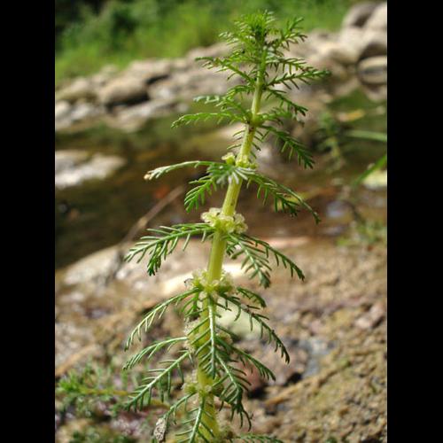 Myriophyllum verticillatum &copy; NICOLAS S.