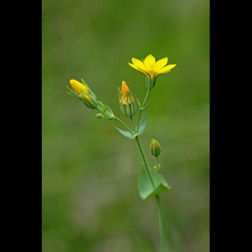 Blackstonia perfoliata &copy; DESCHEEMACKER A.