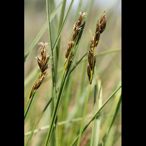 Carex divisa &copy; NAWROT O.