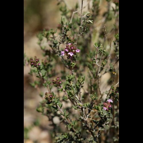 Thymus vulgaris &copy; DESCHEEMACKER A.