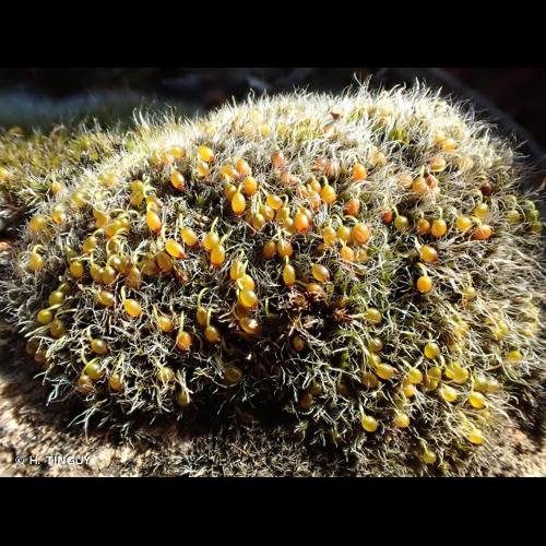 <i>Grimmia orbicularis</i> Bruch ex Wilson, 1844 © H. TINGUY