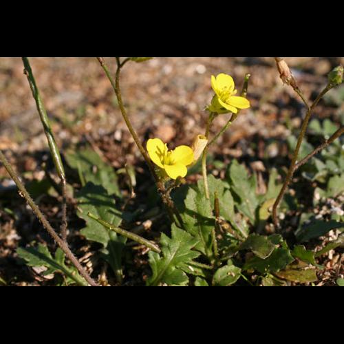 Diplotaxis viminea © NAWROT O.