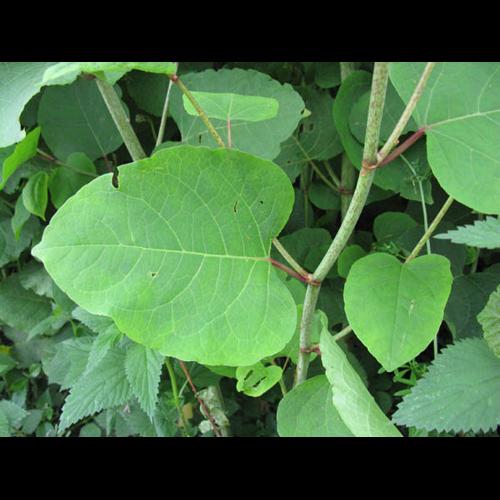 Reynoutria x-bohemica lc2 © CHABROL L.