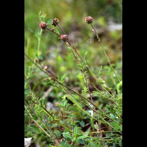Sanguisorba minor © DESCHEEMACKER A.