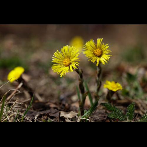 Tussilago farfara &copy; DESCHEEMACKER A.