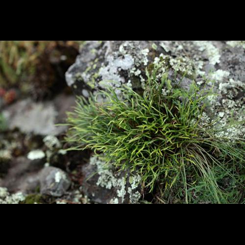 Asplenium septentrionale © DESCHEEMACKER A.