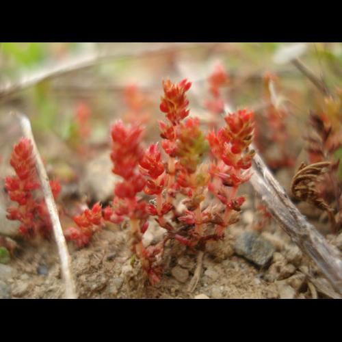 Crassula tillaea &copy; NICOLAS S.