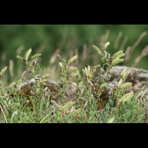Cytisus decumbens © DESCHEEMACKER A.