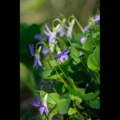 Viola riviniana © DESCHEEMACKER A.
