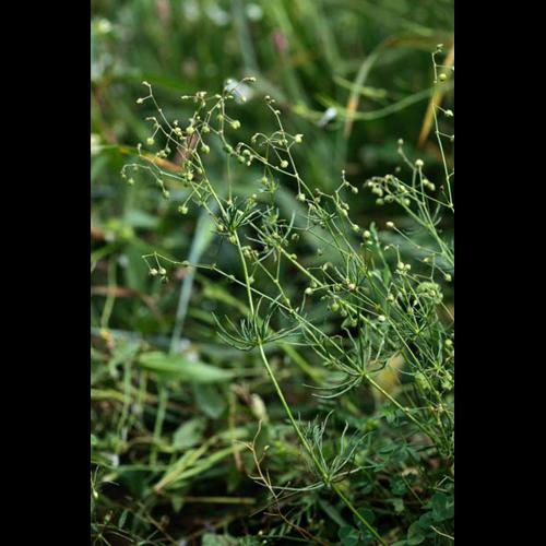 Spergula arvensis © DESCHEEMACKER A.