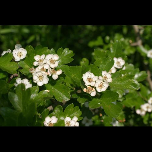 Crataegus monogyna &copy; CLOITRE F.