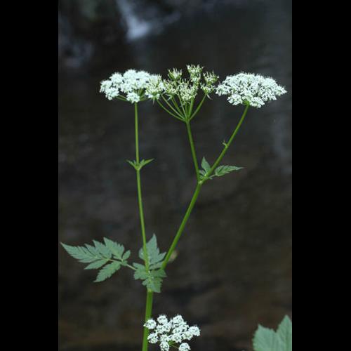 Chaerophyllum hirsutum © DESCHEEMACKER A.