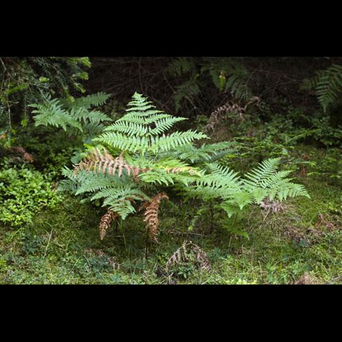 Pteridium aquilinum © DESCHEEMACKER A.