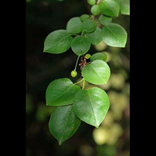 Prunus mahaleb &copy; DESCHEEMACKER A.