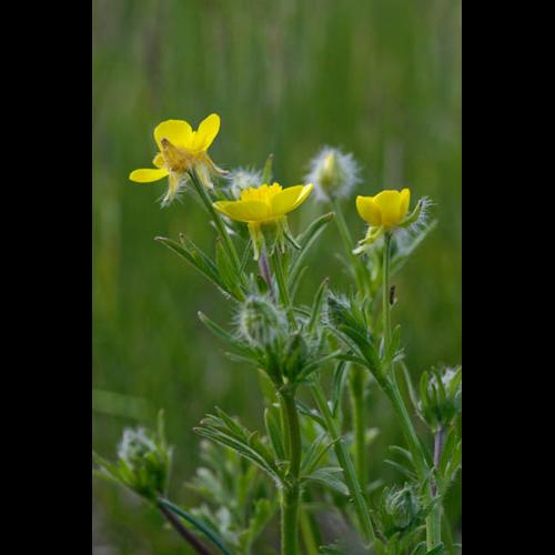 Ranunculus bulbosus © DESCHEEMACKER A.