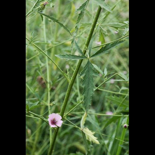 Althaea cannabina © DESCHEEMACKER A.