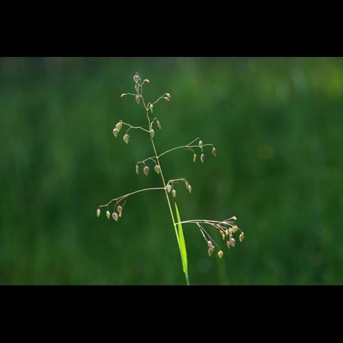 Briza media © DESCHEEMACKER A.