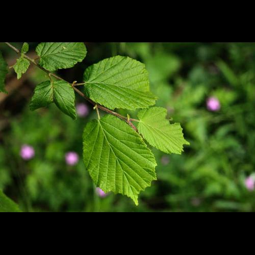 Corylus avellana © DESCHEEMACKER A.