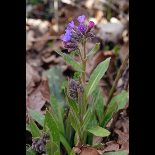 Pulmonaria affinis © DESCHEEMACKER A.