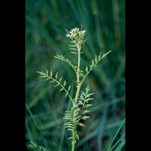 Cardamine impatiens © GRAVELAT B.