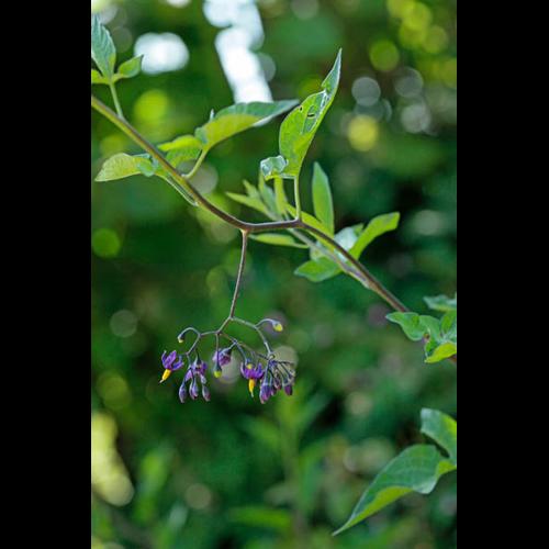 Solanum dulcamara © DESCHEEMACKER A.