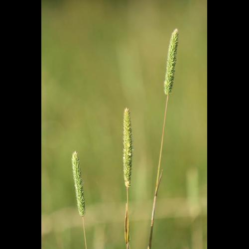 Phleum phleoides © DESCHEEMACKER A.