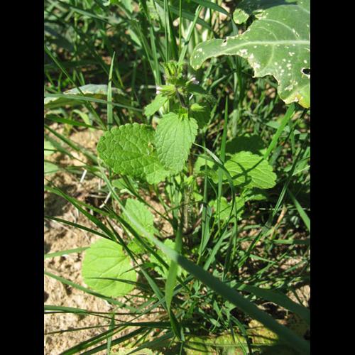 Stachys arvensis © MOREL A.