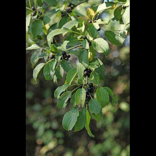 Rhamnus cathartica © DESCHEEMACKER A.