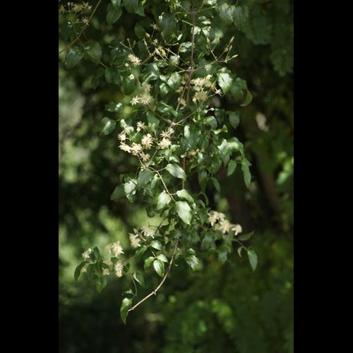 Clematis vitalba &copy; DESCHEEMACKER A.