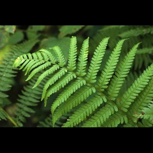 Dryopteris filix-mas © DESCHEEMACKER A.