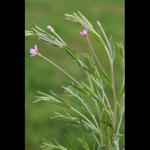 Epilobium tetragonum subsp. lamyi &copy; NAWROT O.