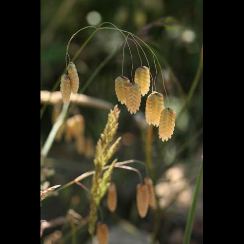 Briza maxima © DESCHEEMACKER A.