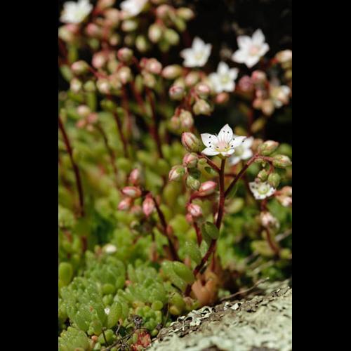 Sedum hirsutum © DESCHEEMACKER A.