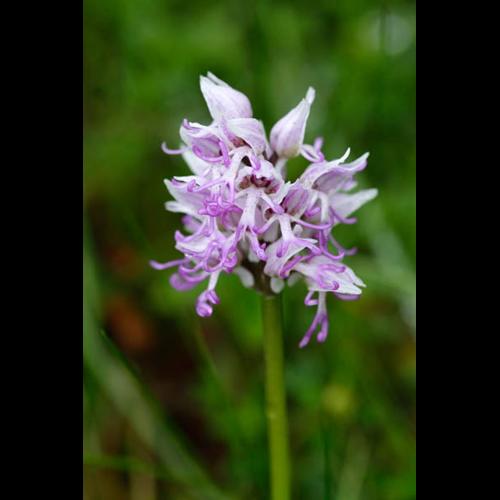 Orchis simia &copy; DESCHEEMACKER A.