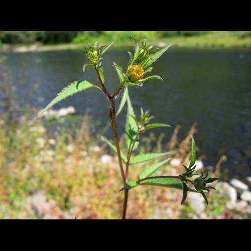 Bidens frondosa © MOREL A.