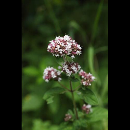Origanum vulgare &copy; DESCHEEMACKER A.