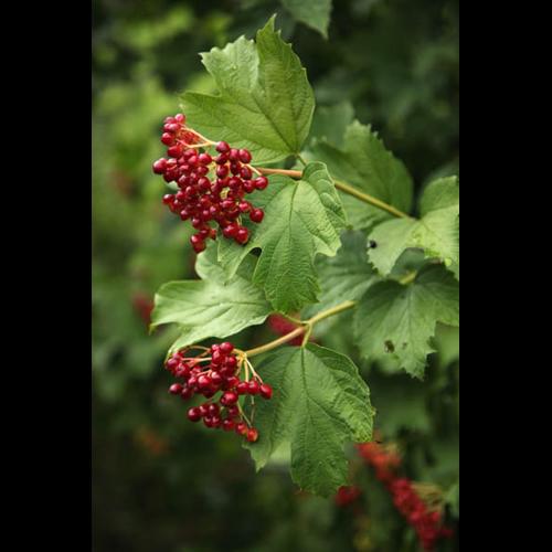 Viburnum opulus © DESCHEEMACKER A.