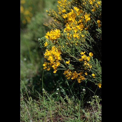 Cytisus oromediterraneus © DESCHEEMACKER A.