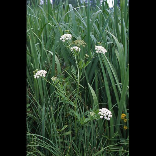 Sium latifolium © NAWROT O.