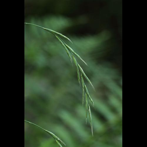 Brachypodium sylvaticum © DESCHEEMACKER A.