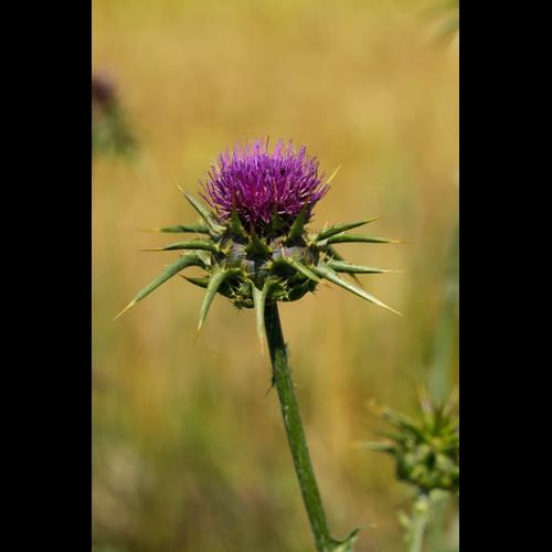 Silybum marianum © DESCHEEMACKER A.