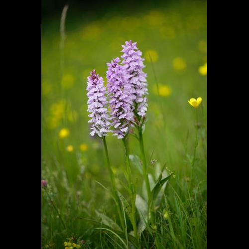 Dactylorhiza maculata © DESCHEEMACKER A.