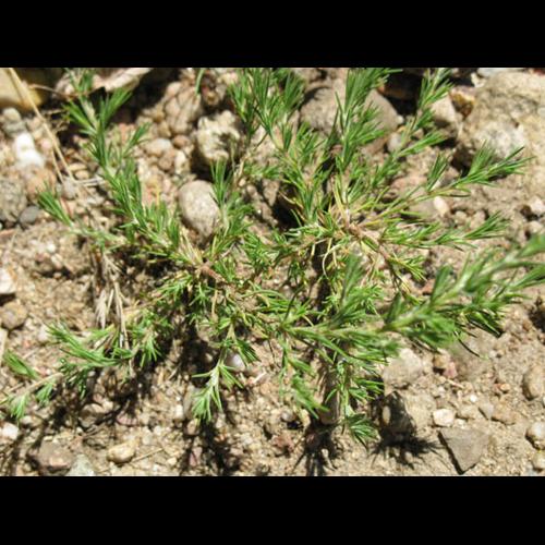 Polycnemum arvense © MOREL A.