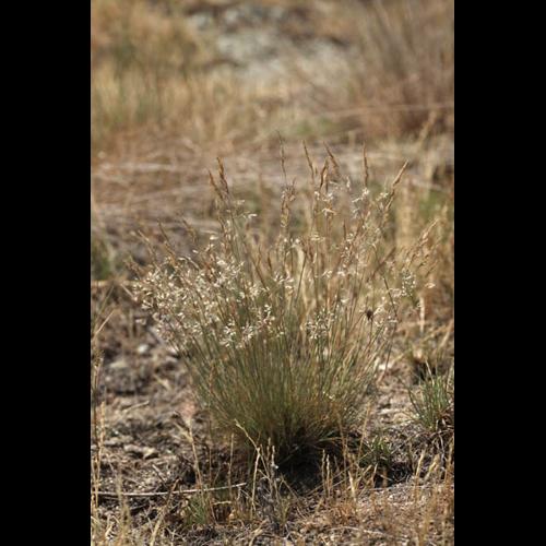 Corynephorus canescens © DESCHEEMACKER A.