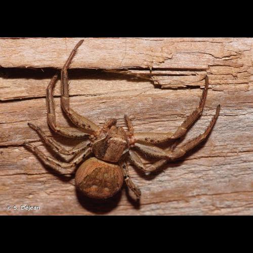 <i>Xysticus kochi</i> Thorell, 1872 © S. Déjean