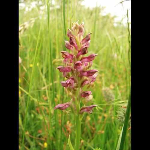 Anacamptis coriophora subsp coriophora © CHORGNON G.