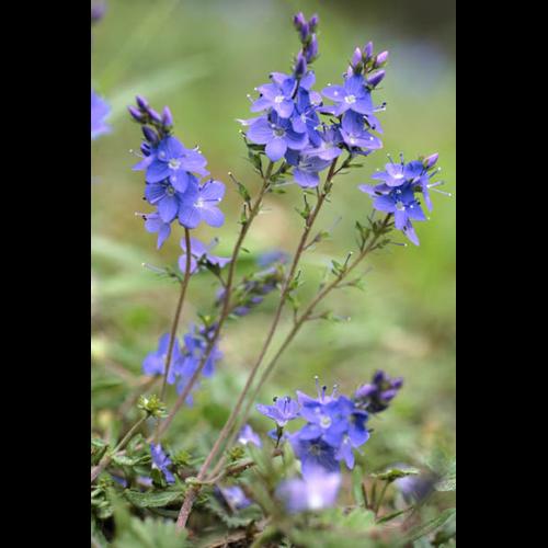Veronica prostrata © ANONYME