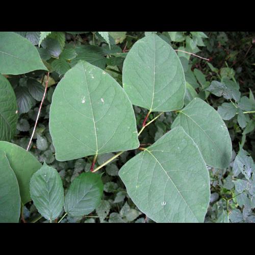 Reynoutria japonica © ANONYME