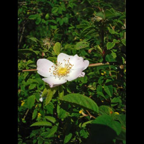 Rosa canina © ANONYME