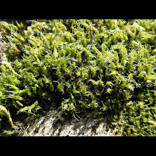 <i>Grimmia trichophylla</i> Grev., 1824 © H. TINGUY